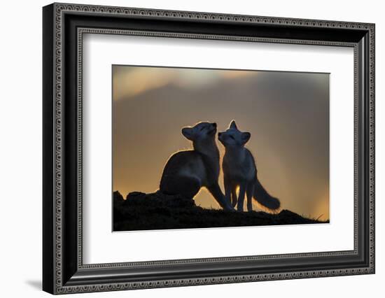 Arctic Fox-Arne K Mala-Framed Photographic Print