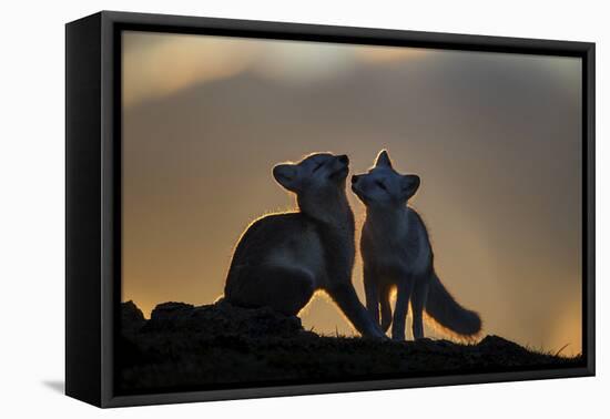 Arctic Fox-Arne K Mala-Framed Premier Image Canvas