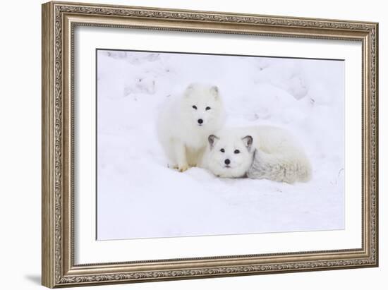 Arctic Fox-Lantern Press-Framed Art Print