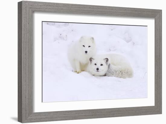 Arctic Fox-Lantern Press-Framed Art Print