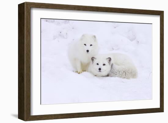 Arctic Fox-Lantern Press-Framed Art Print