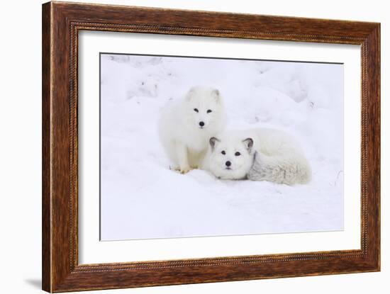 Arctic Fox-Lantern Press-Framed Art Print