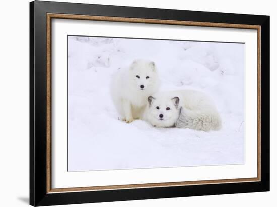 Arctic Fox-Lantern Press-Framed Art Print