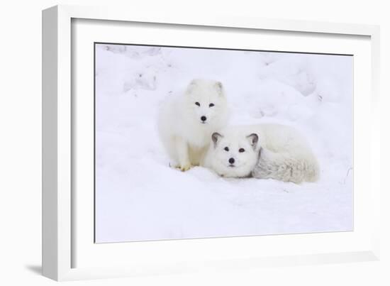 Arctic Fox-Lantern Press-Framed Art Print