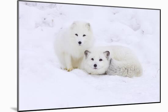 Arctic Fox-Lantern Press-Mounted Art Print