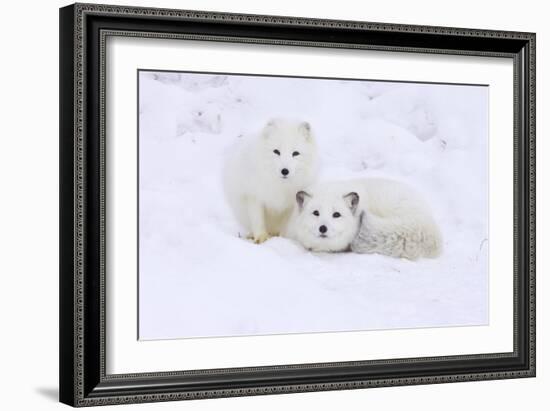 Arctic Fox-Lantern Press-Framed Art Print