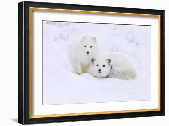 Arctic Fox-Lantern Press-Framed Art Print