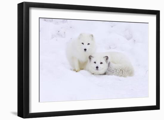 Arctic Fox-Lantern Press-Framed Premium Giclee Print