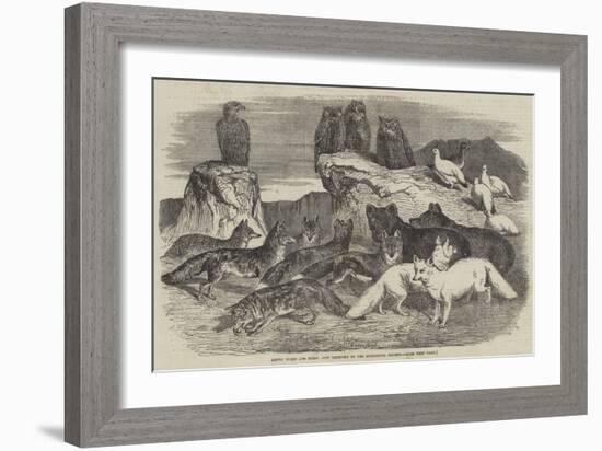 Arctic Foxes and Birds, Just Received by the Zoological Society-Harrison William Weir-Framed Giclee Print