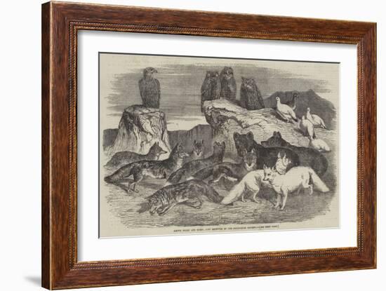 Arctic Foxes and Birds, Just Received by the Zoological Society-Harrison William Weir-Framed Giclee Print