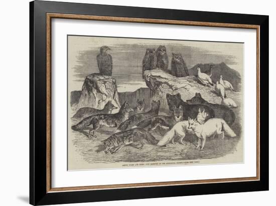 Arctic Foxes and Birds, Just Received by the Zoological Society-Harrison William Weir-Framed Giclee Print