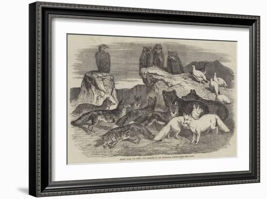 Arctic Foxes and Birds, Just Received by the Zoological Society-Harrison William Weir-Framed Giclee Print