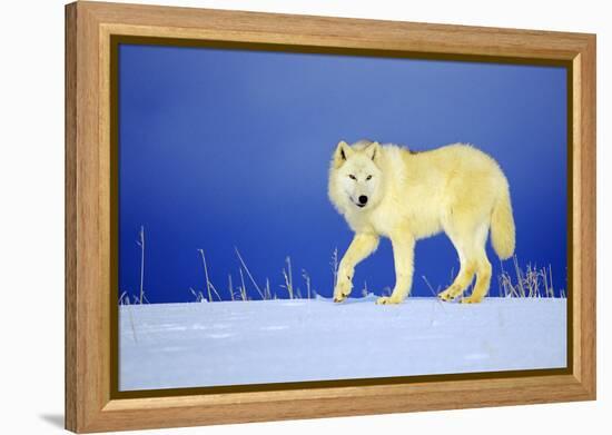 Arctic Gray Wolf in Winter Snow-null-Framed Premier Image Canvas
