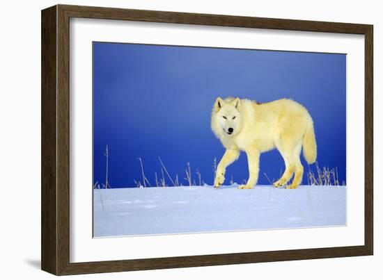 Arctic Gray Wolf in Winter Snow-null-Framed Photographic Print