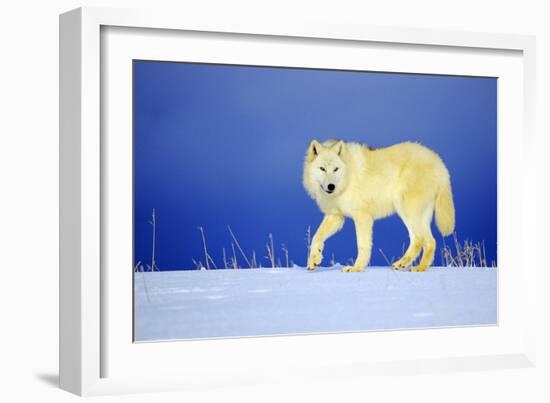 Arctic Gray Wolf in Winter Snow-null-Framed Photographic Print