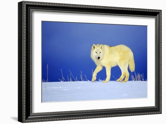 Arctic Gray Wolf in Winter Snow-null-Framed Photographic Print