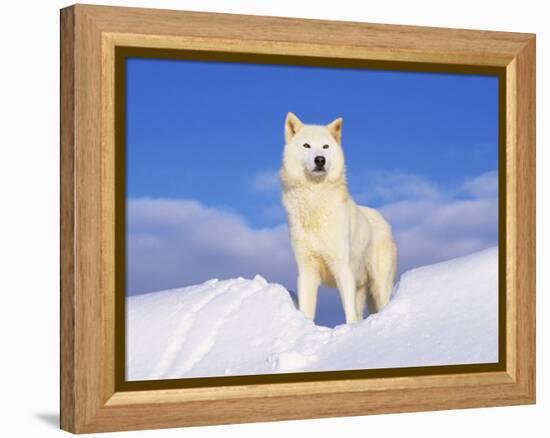 Arctic Grey Wolf in Snow, Idaho, USA-Tom Vezo-Framed Premier Image Canvas