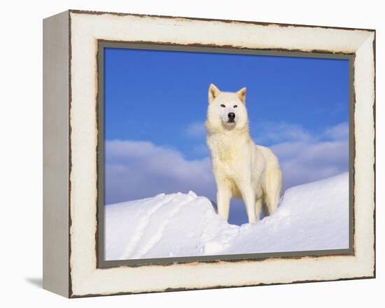 Arctic Grey Wolf in Snow, Idaho, USA-Tom Vezo-Framed Premier Image Canvas