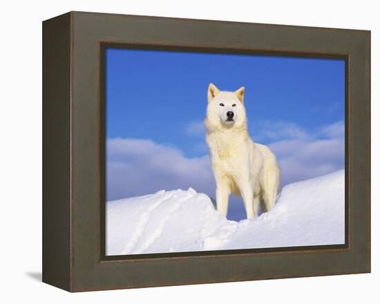 Arctic Grey Wolf in Snow, Idaho, USA-Tom Vezo-Framed Premier Image Canvas