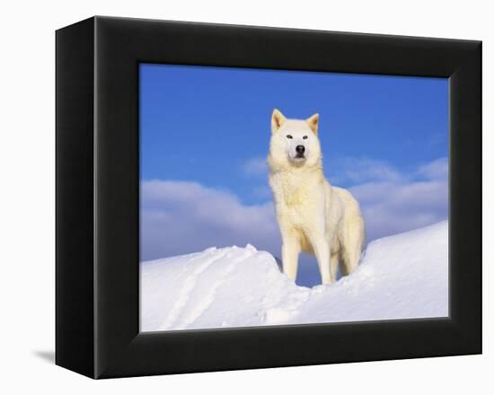 Arctic Grey Wolf in Snow, Idaho, USA-Tom Vezo-Framed Premier Image Canvas