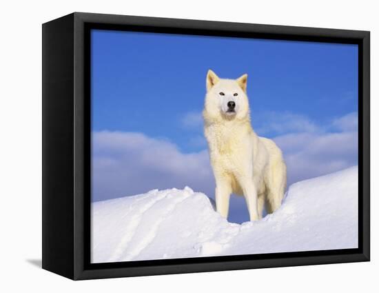 Arctic Grey Wolf in Snow, Idaho, USA-Tom Vezo-Framed Premier Image Canvas