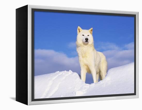 Arctic Grey Wolf in Snow, Idaho, USA-Tom Vezo-Framed Premier Image Canvas