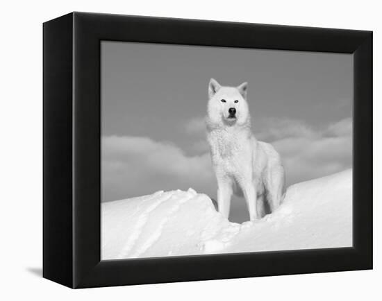 Arctic Grey Wolf in Snow, Idaho, USA-Tom Vezo-Framed Premier Image Canvas