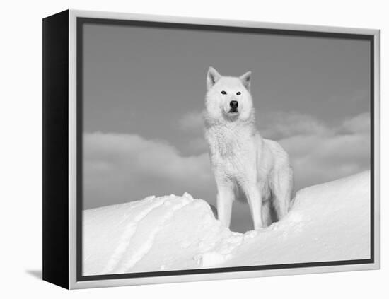 Arctic Grey Wolf in Snow, Idaho, USA-Tom Vezo-Framed Premier Image Canvas