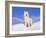 Arctic Grey Wolf in Snow, Idaho, USA-Tom Vezo-Framed Photographic Print