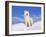 Arctic Grey Wolf in Snow, Idaho, USA-Tom Vezo-Framed Photographic Print