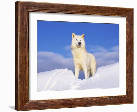 Arctic Grey Wolf in Snow, Idaho, USA-Tom Vezo-Framed Photographic Print