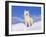 Arctic Grey Wolf in Snow, Idaho, USA-Tom Vezo-Framed Photographic Print