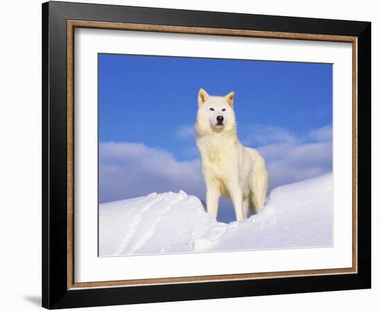 Arctic Grey Wolf in Snow, Idaho, USA-Tom Vezo-Framed Photographic Print