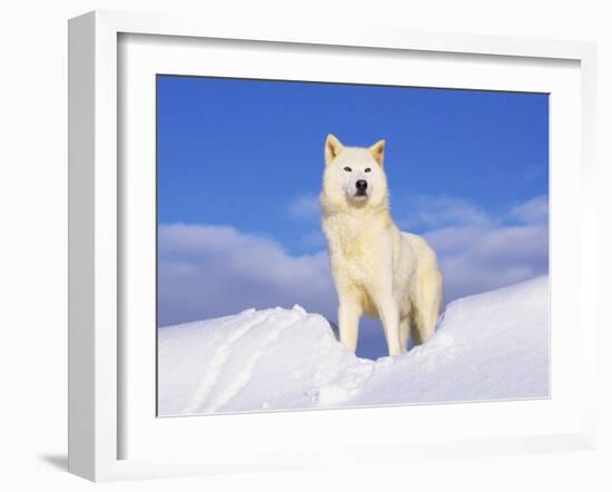 Arctic Grey Wolf in Snow, Idaho, USA-Tom Vezo-Framed Photographic Print