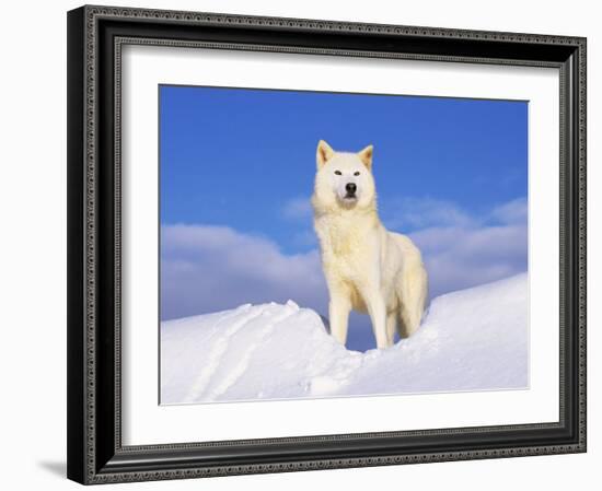 Arctic Grey Wolf in Snow, Idaho, USA-Tom Vezo-Framed Photographic Print