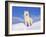 Arctic Grey Wolf in Snow, Idaho, USA-Tom Vezo-Framed Photographic Print