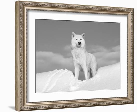 Arctic Grey Wolf in Snow, Idaho, USA-Tom Vezo-Framed Photographic Print