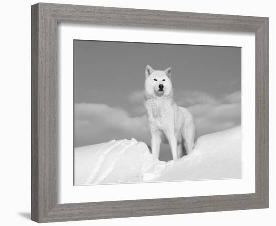 Arctic Grey Wolf in Snow, Idaho, USA-Tom Vezo-Framed Photographic Print