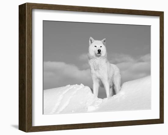 Arctic Grey Wolf in Snow, Idaho, USA-Tom Vezo-Framed Photographic Print