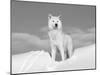 Arctic Grey Wolf in Snow, Idaho, USA-Tom Vezo-Mounted Photographic Print