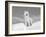 Arctic Grey Wolf in Snow, Idaho, USA-Tom Vezo-Framed Photographic Print