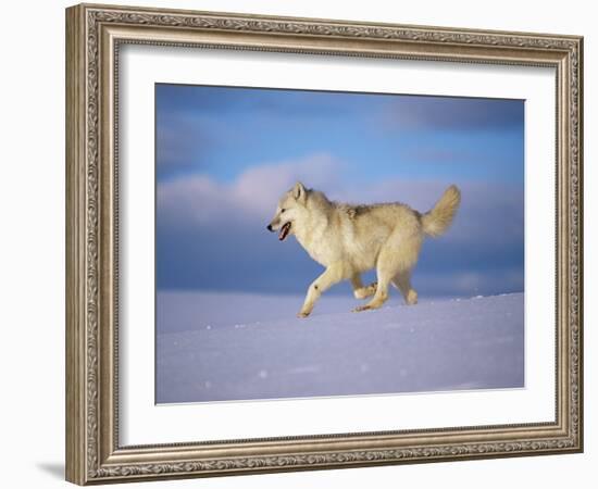 Arctic Grey Wolf, Running Through Snow, USA-Lynn M. Stone-Framed Photographic Print