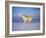 Arctic Grey Wolf, Running Through Snow, USA-Lynn M. Stone-Framed Photographic Print