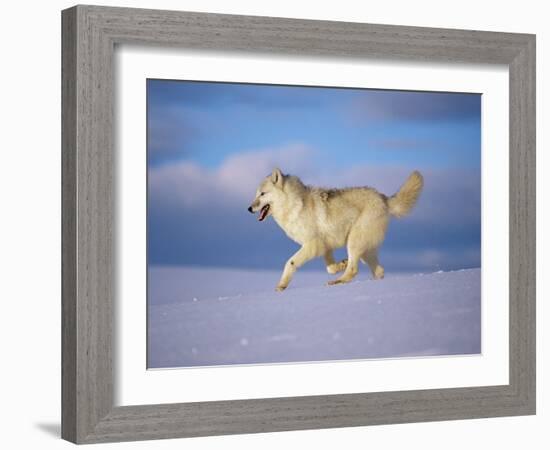 Arctic Grey Wolf, Running Through Snow, USA-Lynn M. Stone-Framed Photographic Print