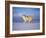 Arctic Grey Wolf, Running Through Snow, USA-Lynn M. Stone-Framed Photographic Print