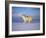 Arctic Grey Wolf, Running Through Snow, USA-Lynn M. Stone-Framed Photographic Print