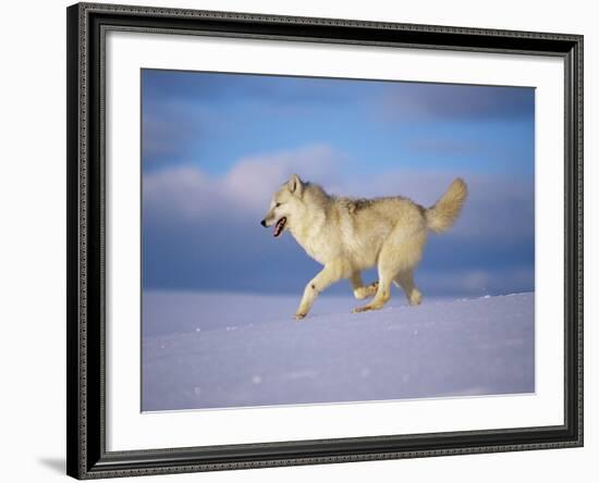 Arctic Grey Wolf, Running Through Snow, USA-Lynn M. Stone-Framed Photographic Print