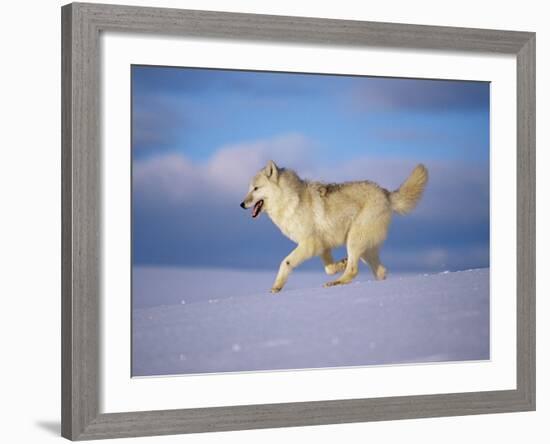 Arctic Grey Wolf, Running Through Snow, USA-Lynn M. Stone-Framed Photographic Print