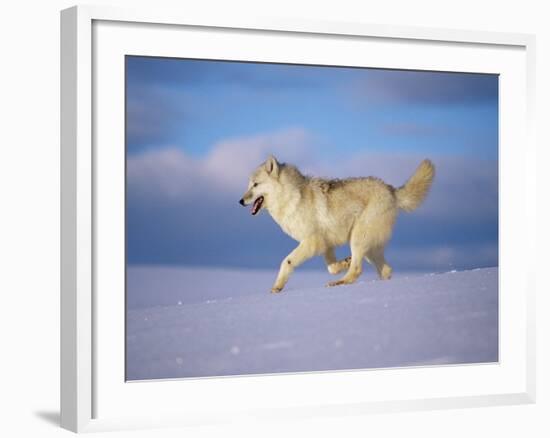 Arctic Grey Wolf, Running Through Snow, USA-Lynn M. Stone-Framed Photographic Print