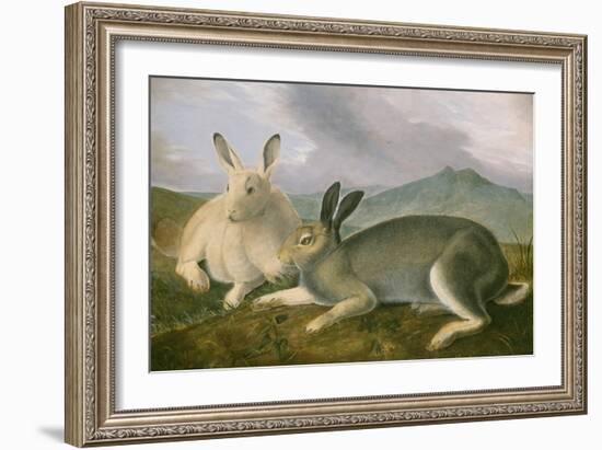 Arctic Hare, 1841-John James Audubon-Framed Premium Giclee Print
